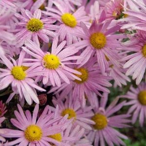 Meet your Posher, Konmari